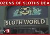 31 sloths meant for Florida's new 'Sloth World' died, state