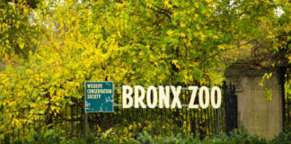 Sign for Bronx Zoo surrounded by autumn foliage
