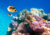 Colorful coral reef with tropical fish swimming around