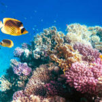 Colorful coral reef with tropical fish swimming around