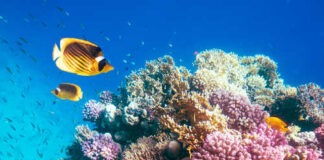 Colorful coral reef with tropical fish swimming around