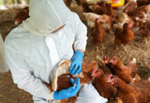H5N1 Lands Down Under—What’s Next? Person vaccinating chickens in protective suit and gloves