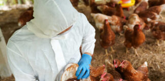 Person vaccinating chickens in protective suit and gloves
