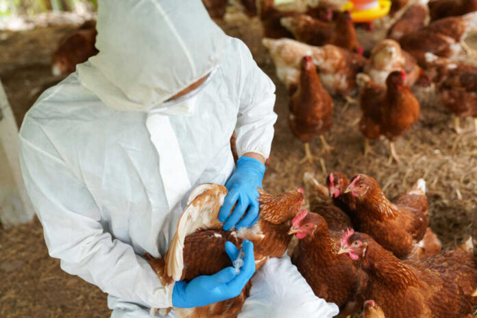Person vaccinating chickens in protective suit and gloves