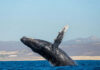 One Incredible Collision Left Rescuers Swimming Humpback whale breaching near the ocean surface