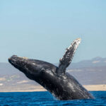 Humpback whale breaching near the ocean surface