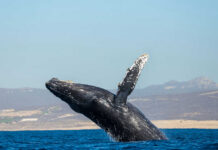 Humpback whale breaching near the ocean surface