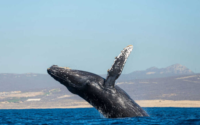 humpback-whale2247804075jpg Humpback whale breaching near the ocean surface