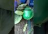 2,000 lbs of meth found in cabbages in Texas