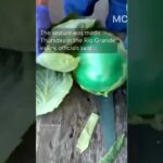 Cartel Cabbage Hides MASSIVE Meth 2,000 lbs of meth found in cabbages in Texas