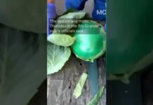 Cartel Cabbage Hides MASSIVE Meth 2,000 lbs of meth found in cabbages in Texas