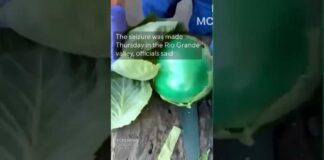 2,000 lbs of meth found in cabbages in Texas