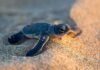 Baby sea turtle crawling on sandy beach