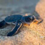 First-Ever Nests Disrupt Massive Air Spectacle Baby sea turtle crawling on sandy beach