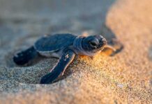 First-Ever Nests Disrupt Massive Air Spectacle Baby sea turtle crawling on sandy beach