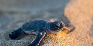 Baby sea turtle crawling on sandy beach