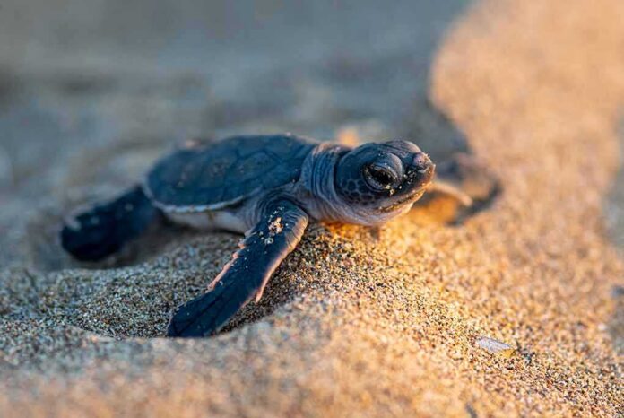 Baby sea turtle crawling on sandy beach