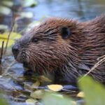13-Year-Old Boy Attacked by Rabid Beaver Beaver in shallow water among floating leaves