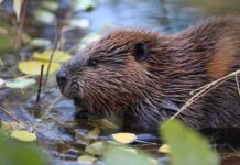 Beaver in shallow water among floating leaves