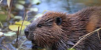 Beaver in shallow water among floating leaves